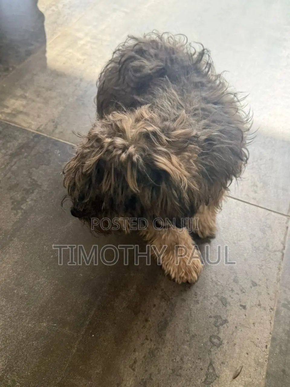 3-6 months Male Mixed Breed Maltipoo