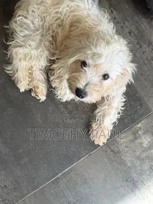 3-6 months Male Mixed Breed Maltipoo