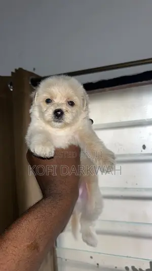 1-3 months Female Purebred Poodle
