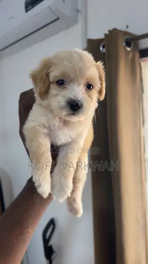 1-3 months Female Purebred Poodle