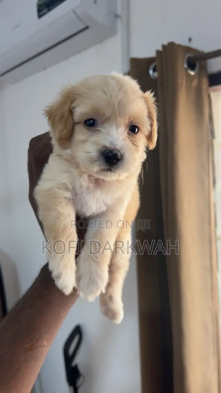 1-3 months Female Purebred Poodle