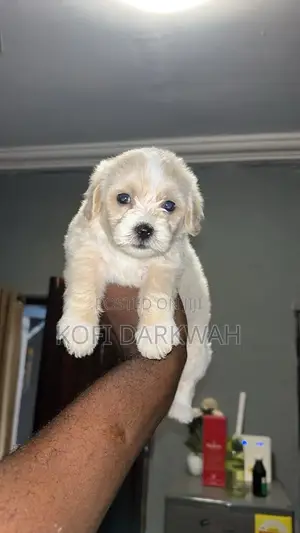 1-3 months Female Purebred Poodle