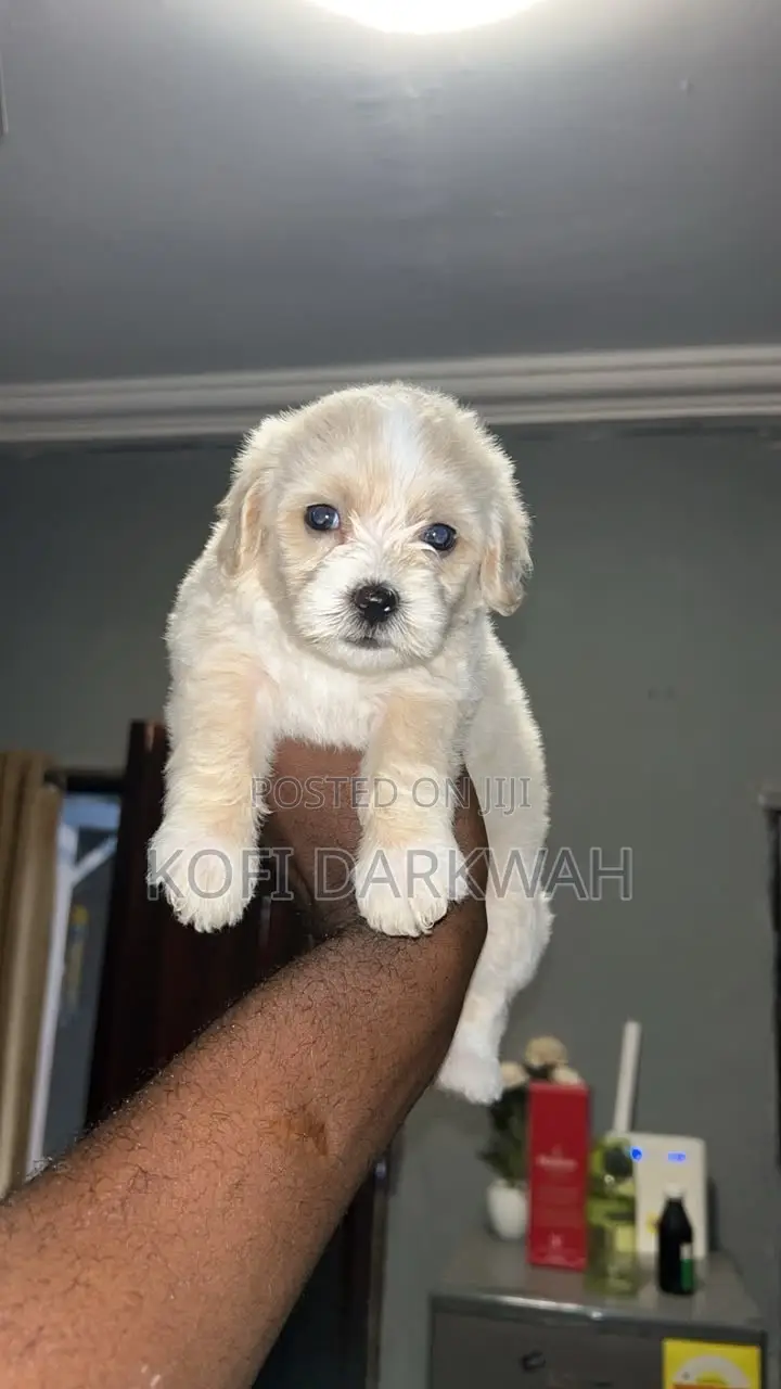 1-3 months Female Purebred Poodle