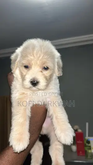 1-3 months Female Purebred Poodle