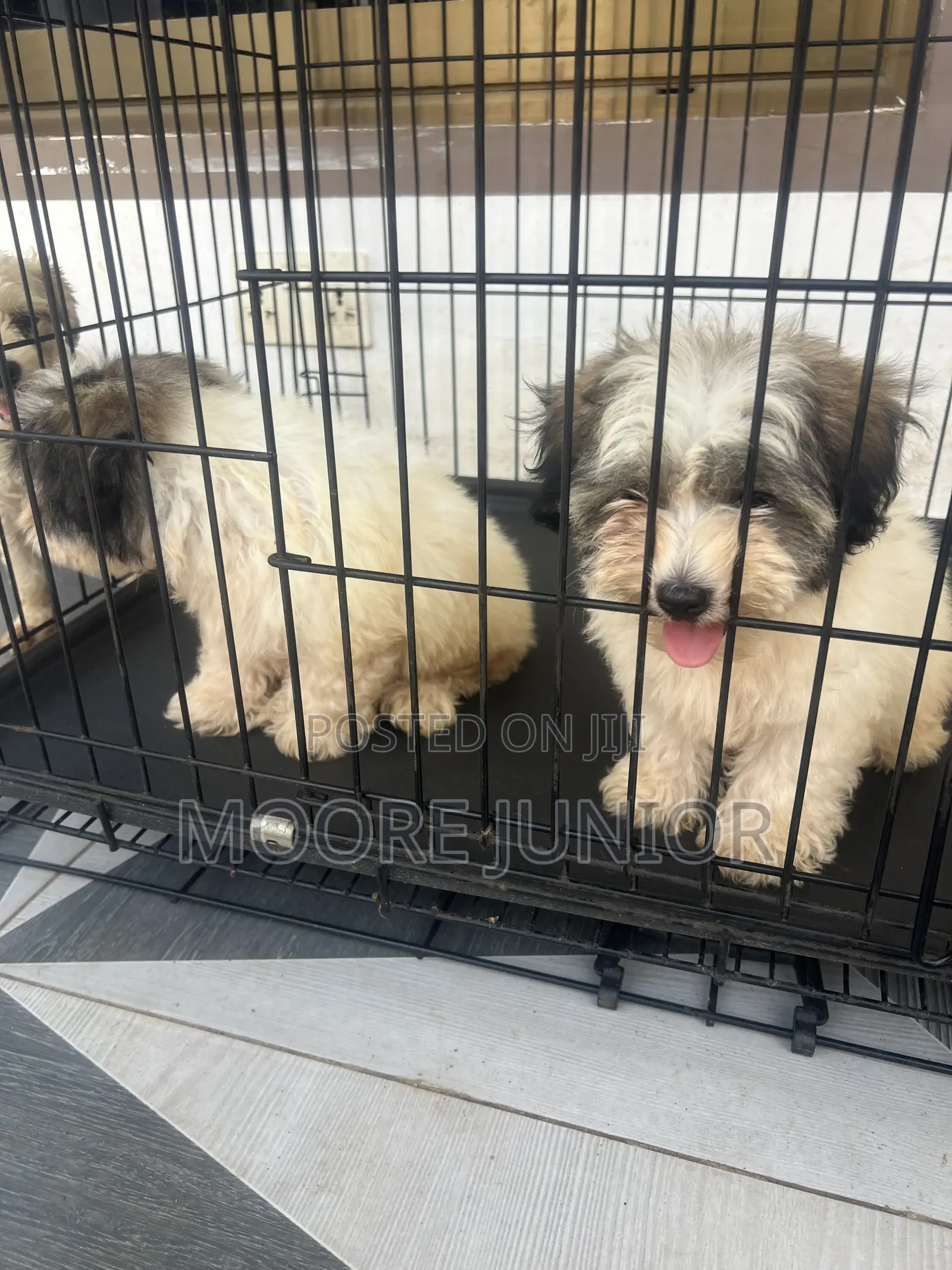 1-3 months Male Purebred Poodle