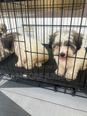 1-3 months Male Purebred Poodle