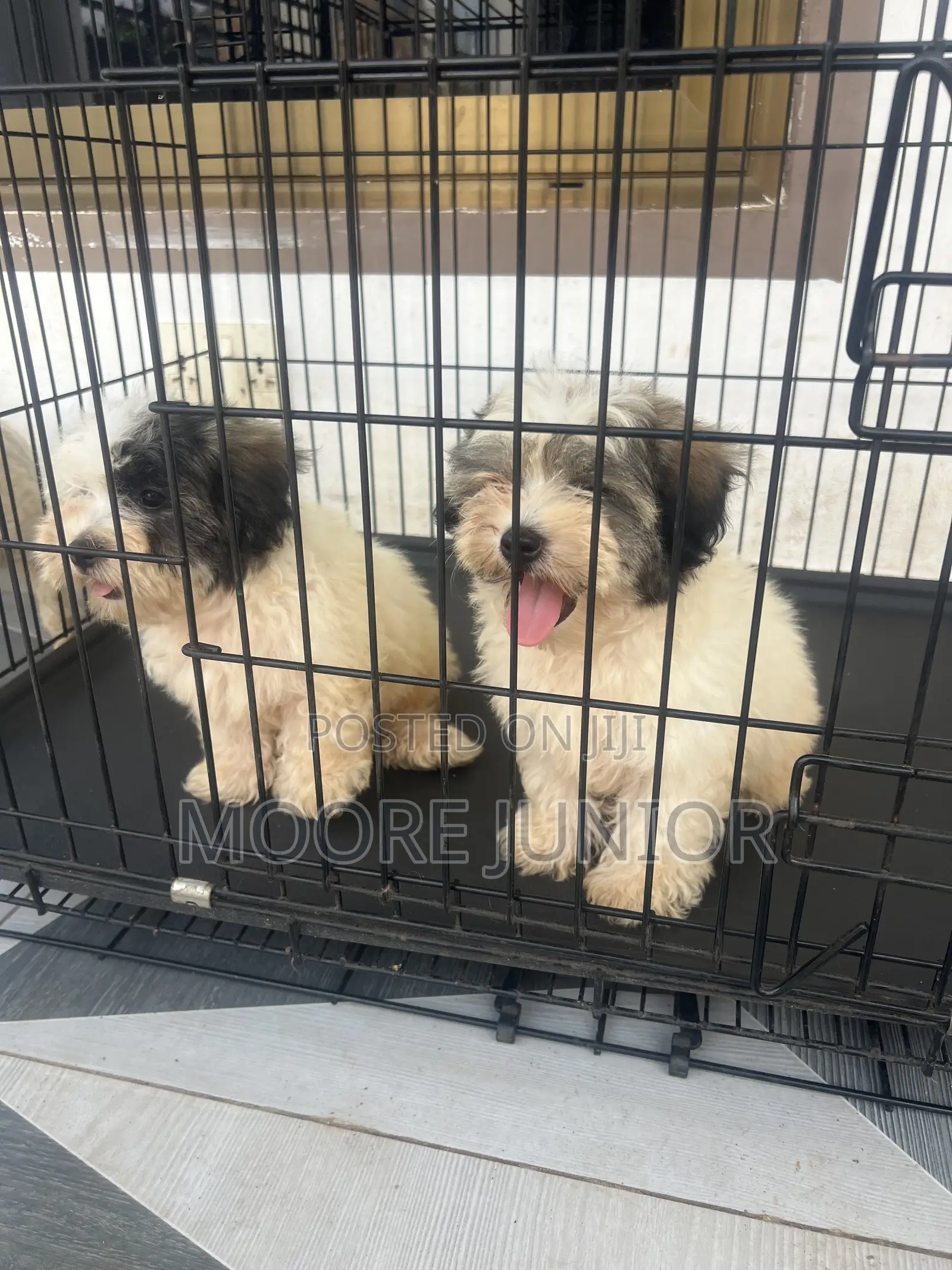 1-3 months Male Purebred Poodle