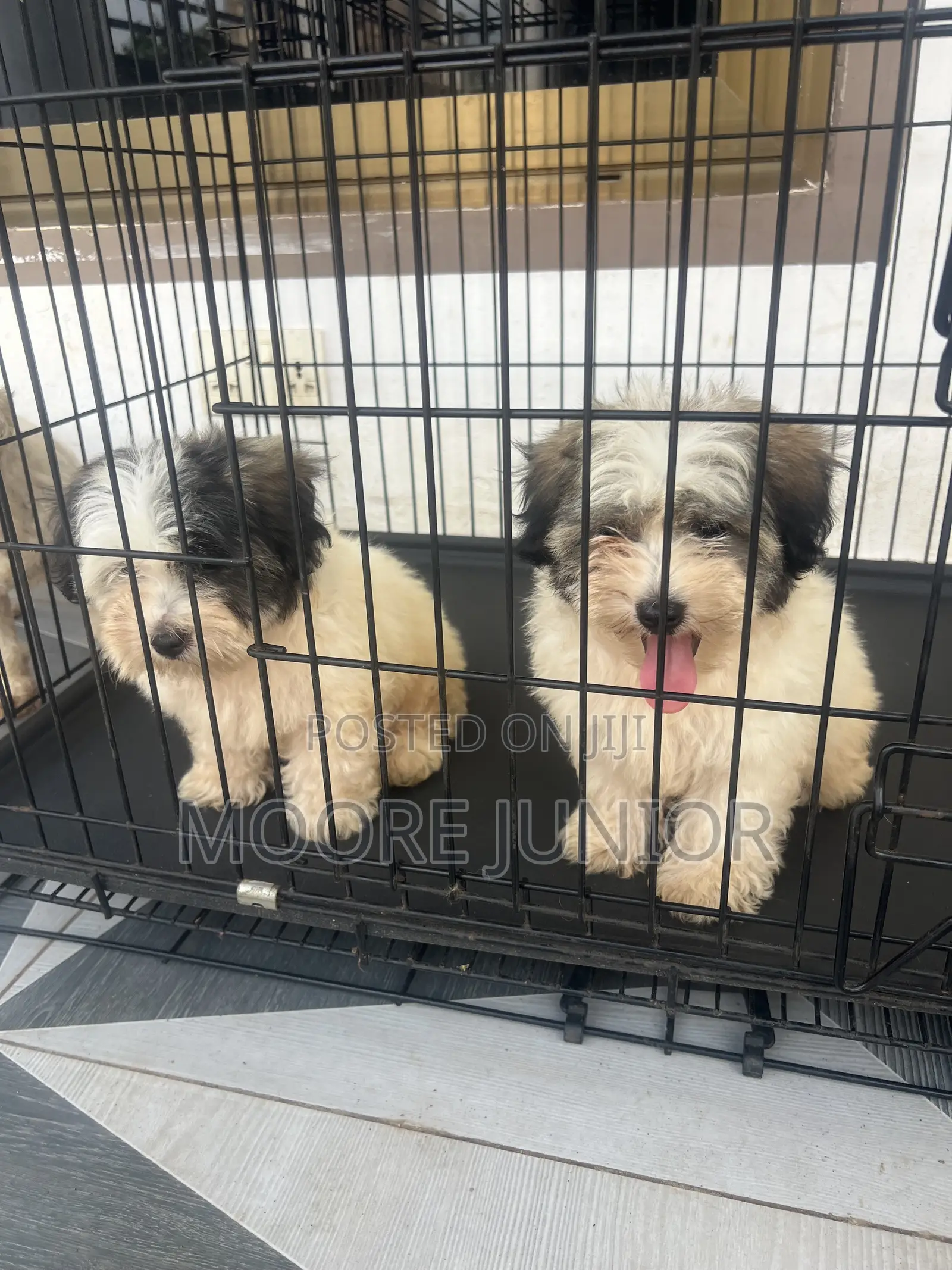 1-3 months Male Purebred Poodle