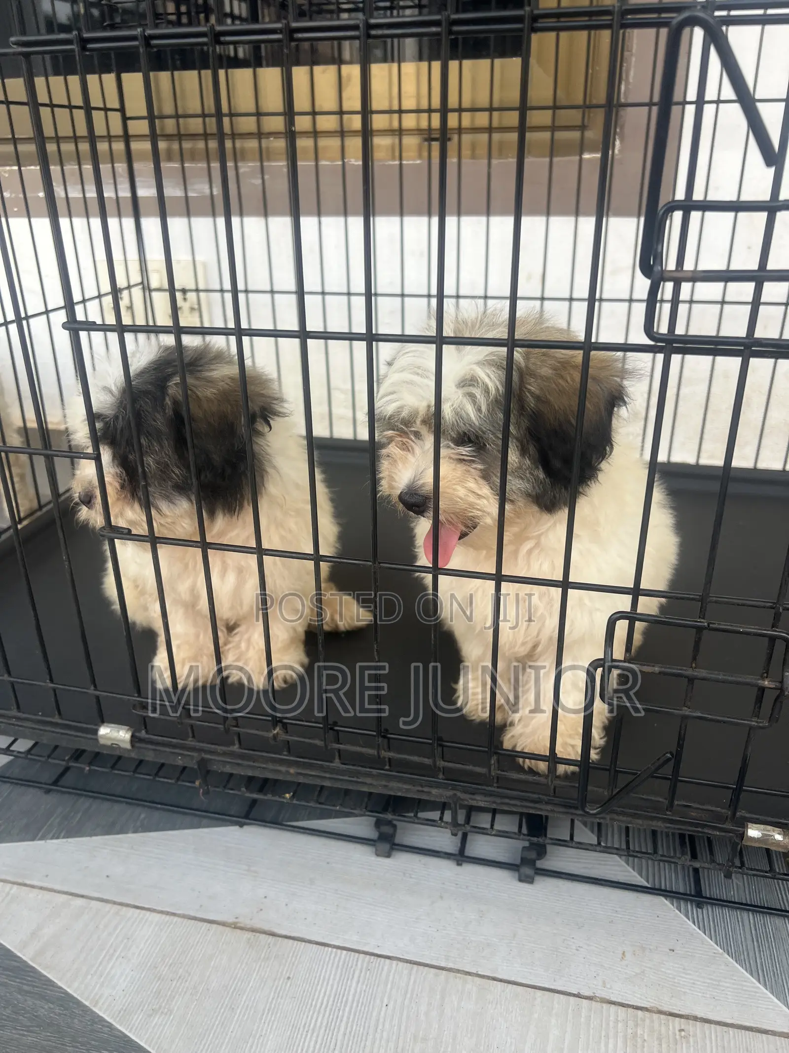 1-3 months Male Purebred Poodle