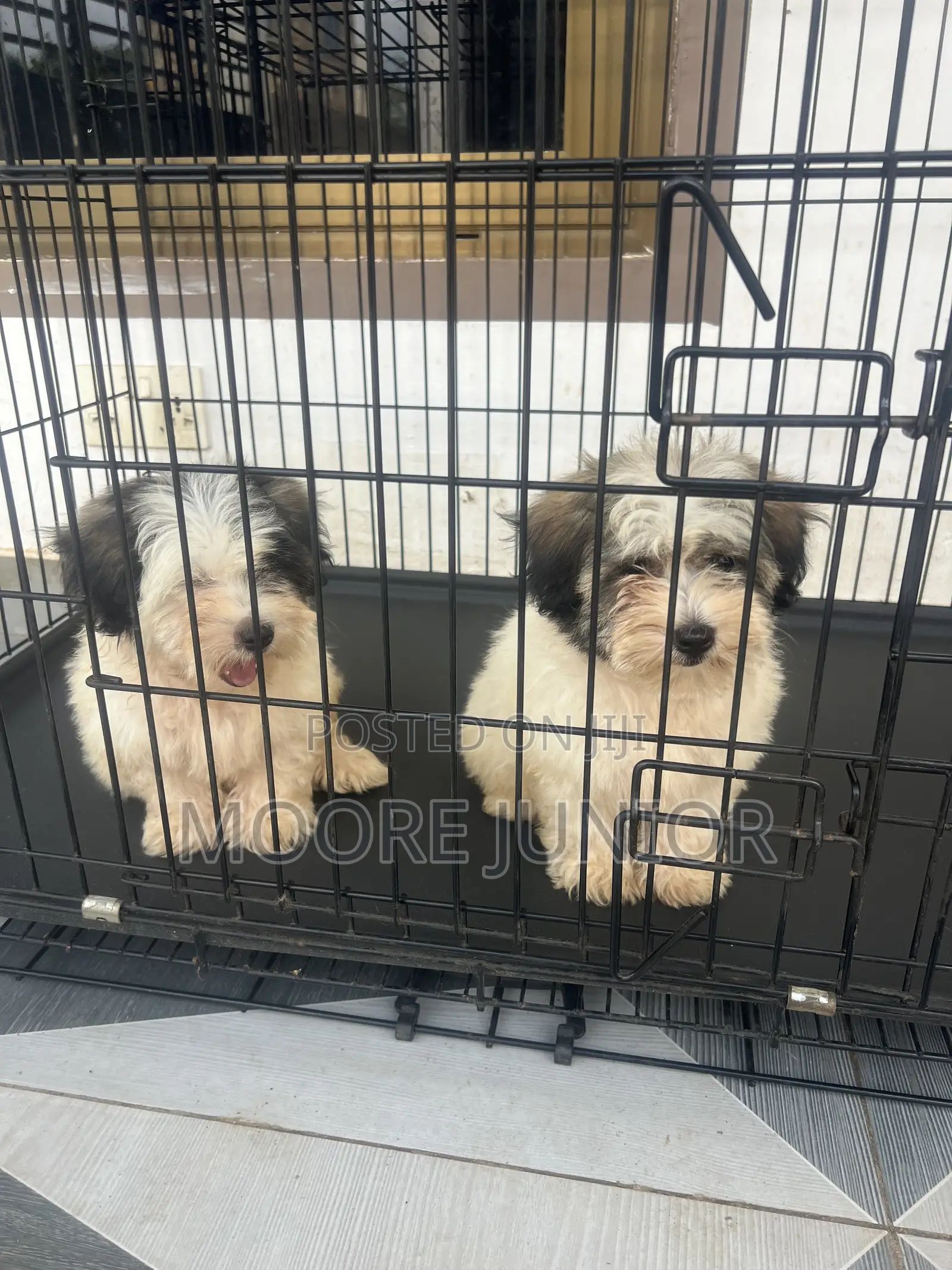 1-3 months Male Purebred Poodle