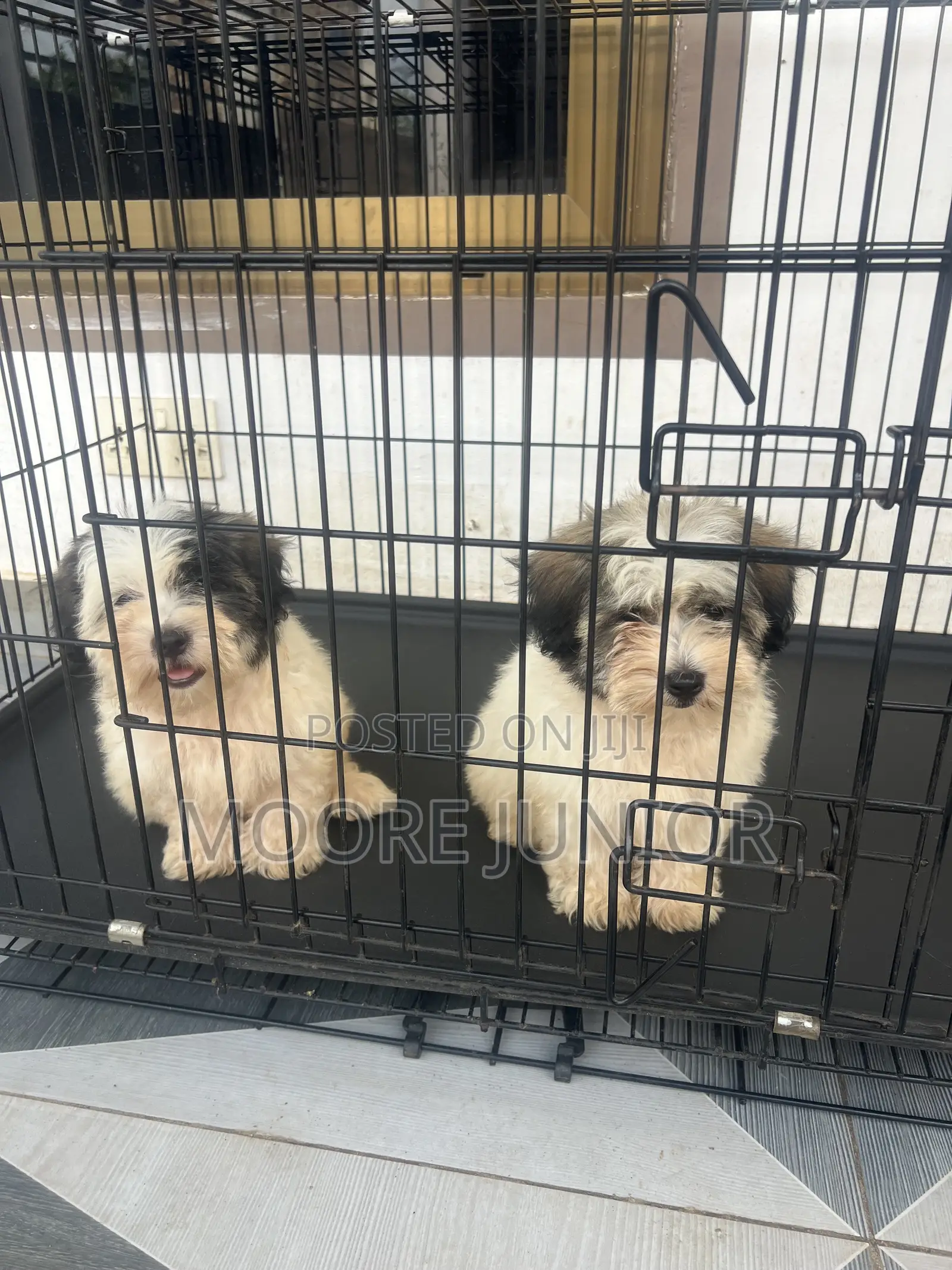 1-3 months Male Purebred Poodle
