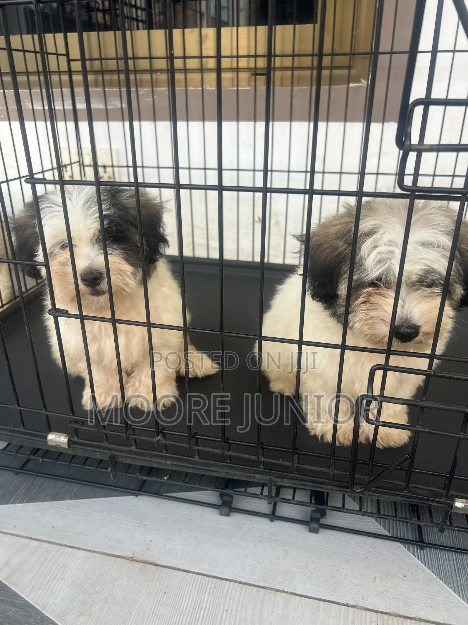 1-3 months Male Purebred Poodle