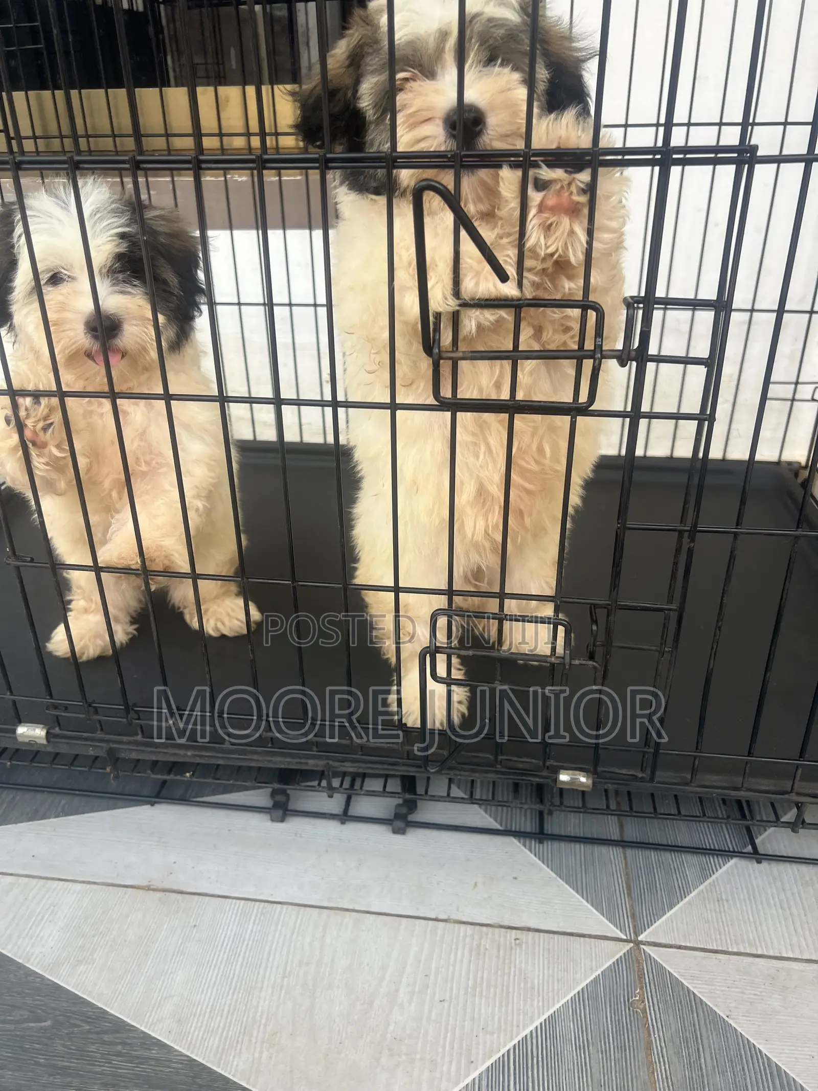 1-3 months Male Purebred Poodle