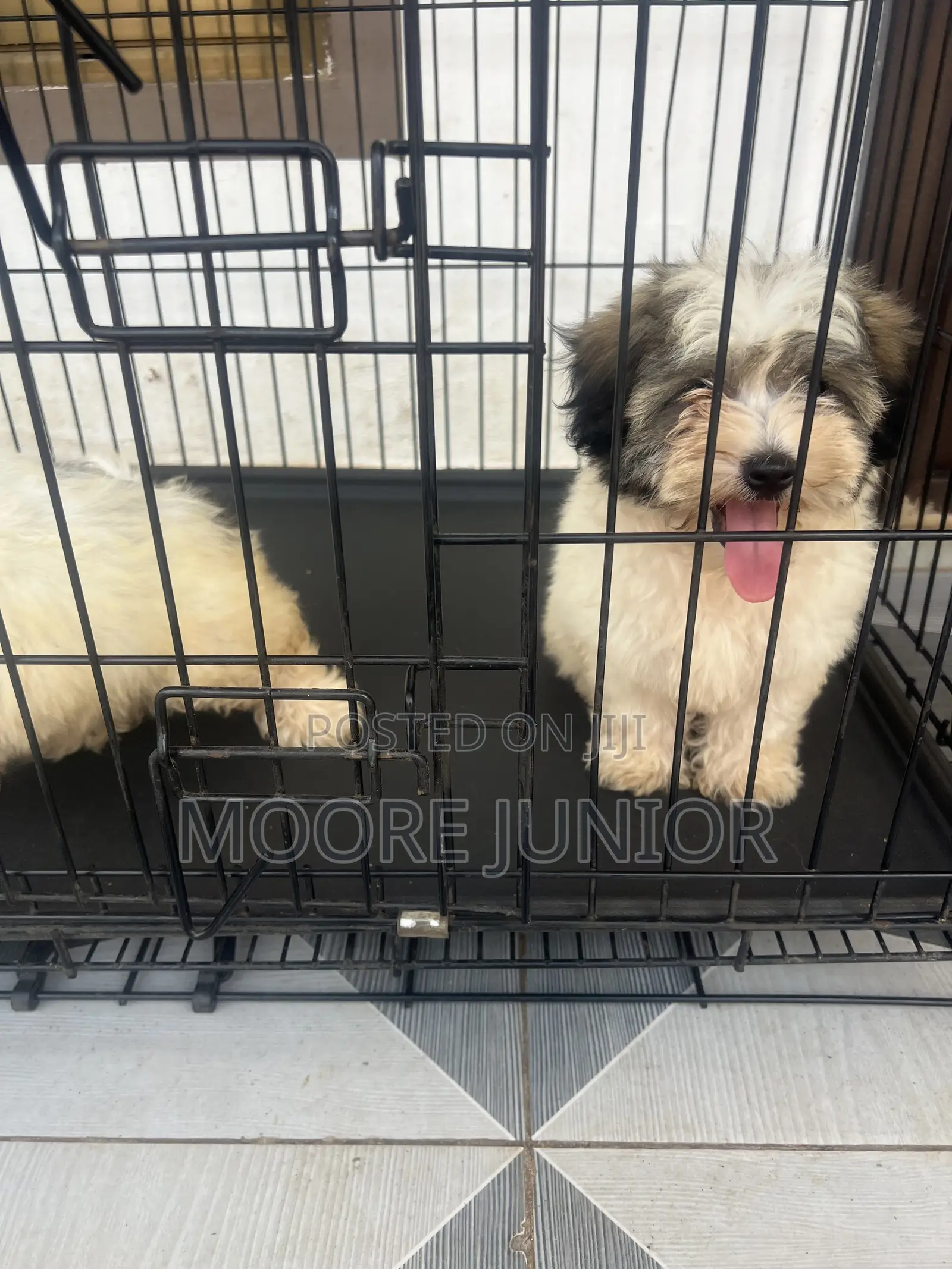 1-3 months Male Purebred Poodle
