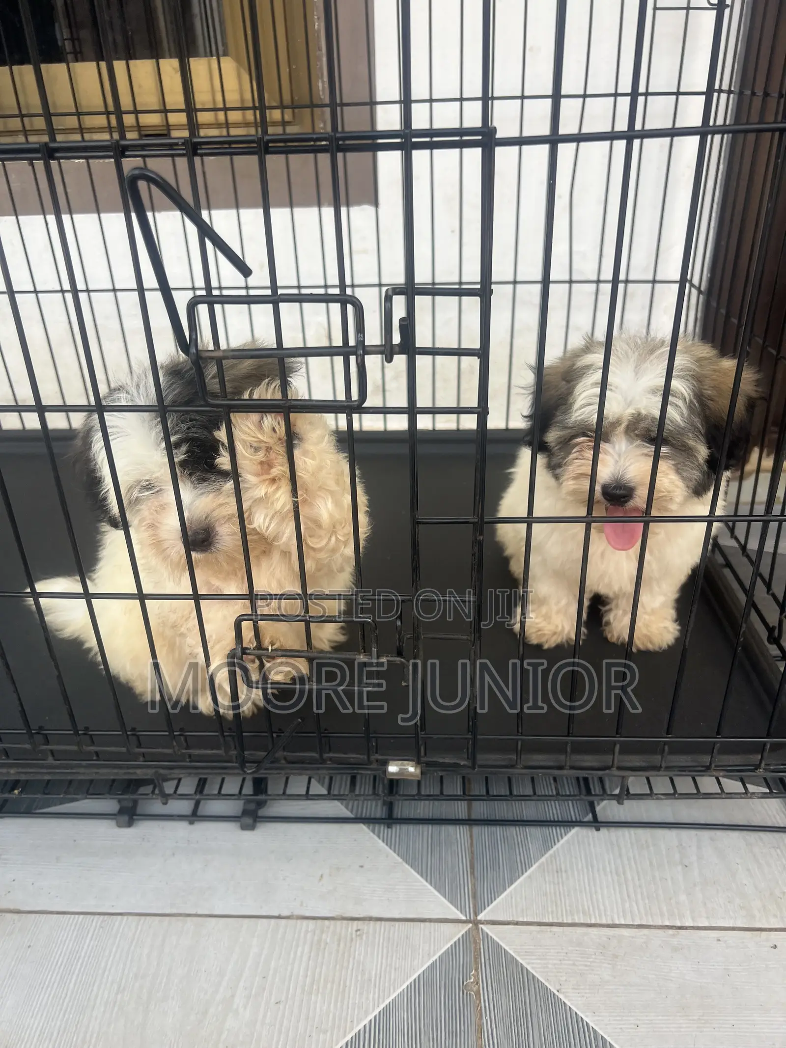1-3 months Male Purebred Poodle