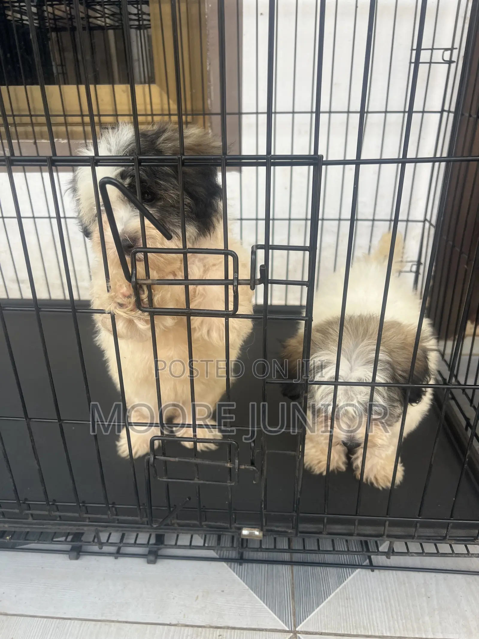 1-3 months Male Purebred Poodle