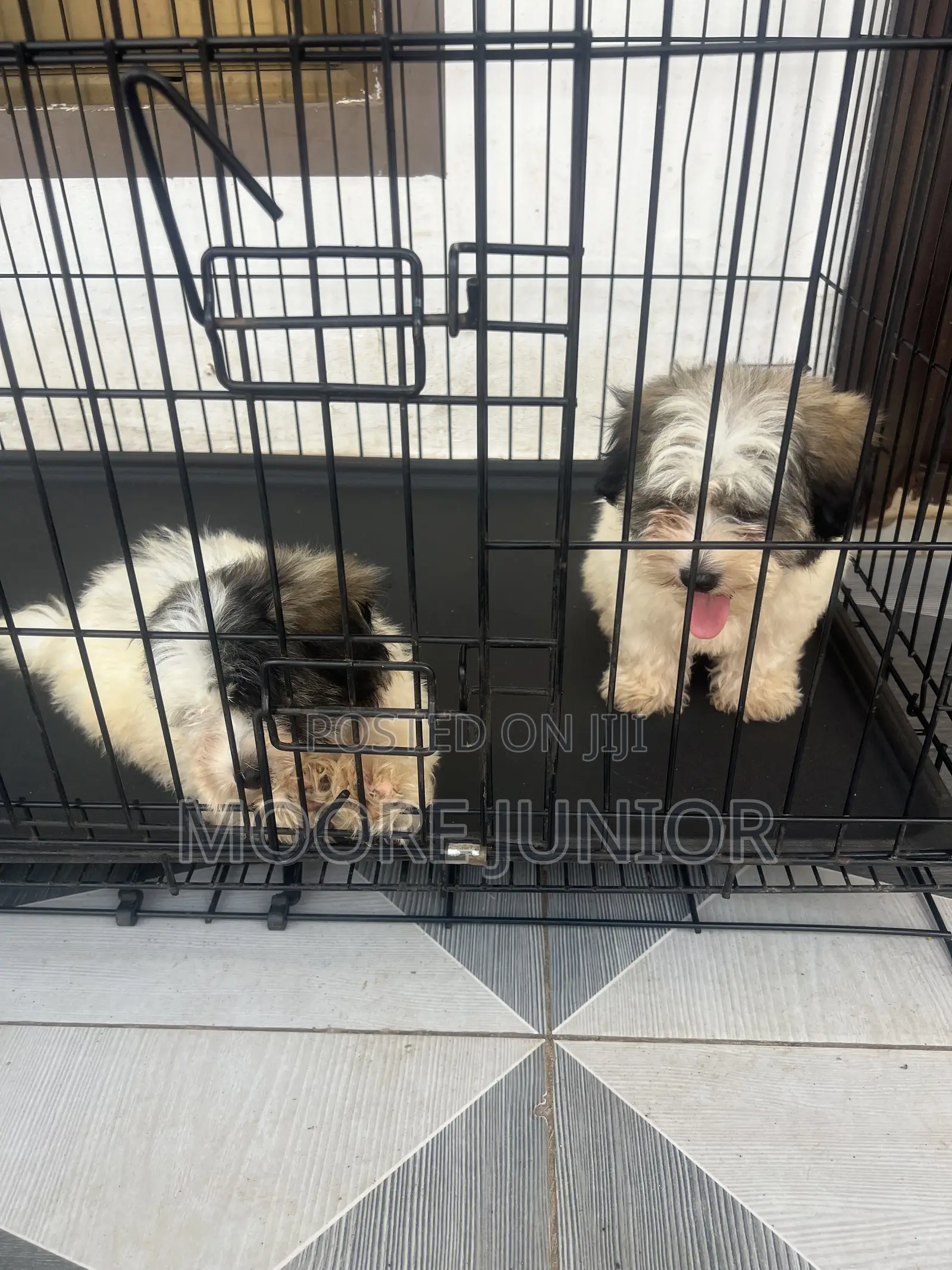 1-3 months Male Purebred Poodle