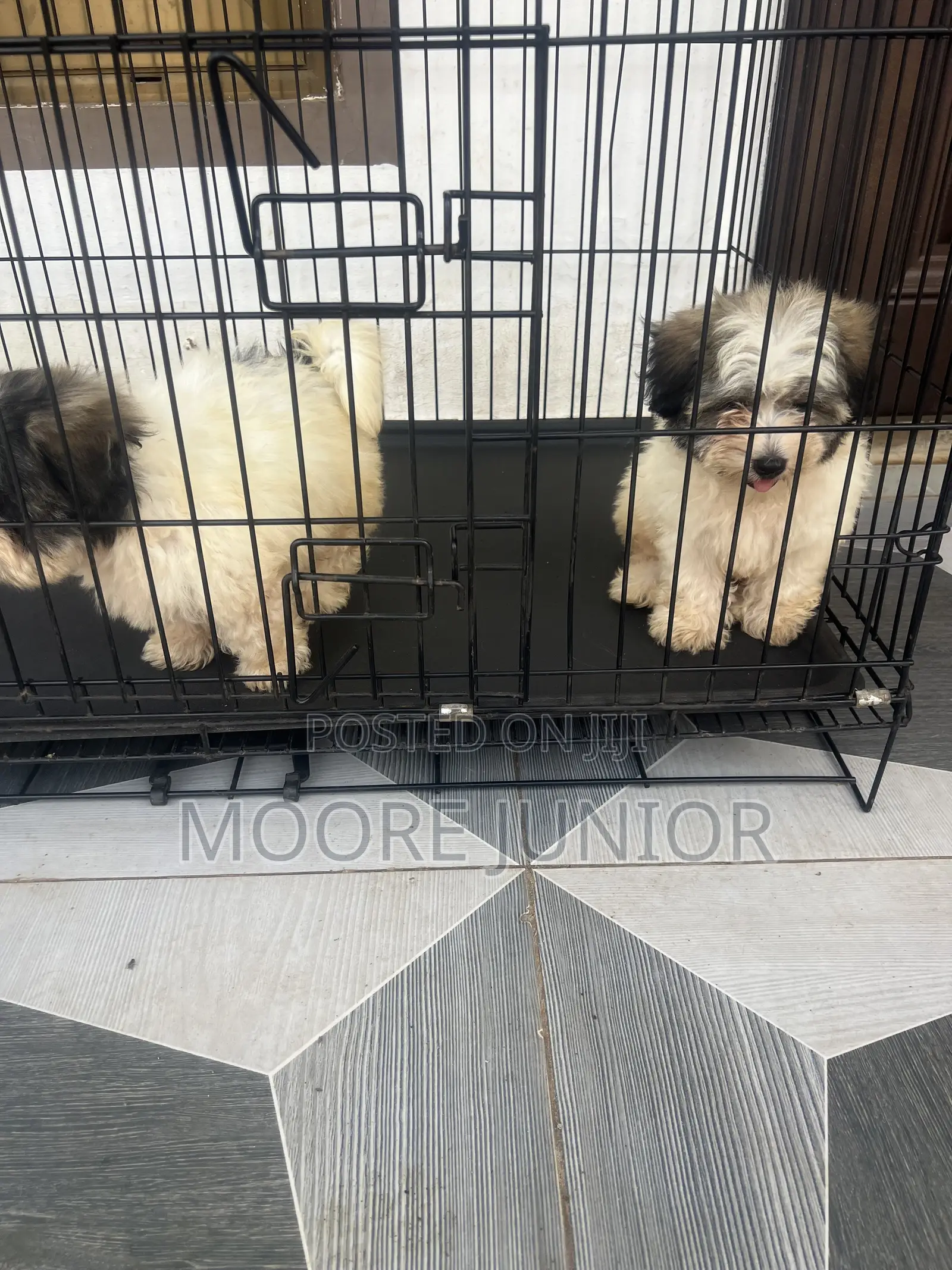 1-3 months Male Purebred Poodle