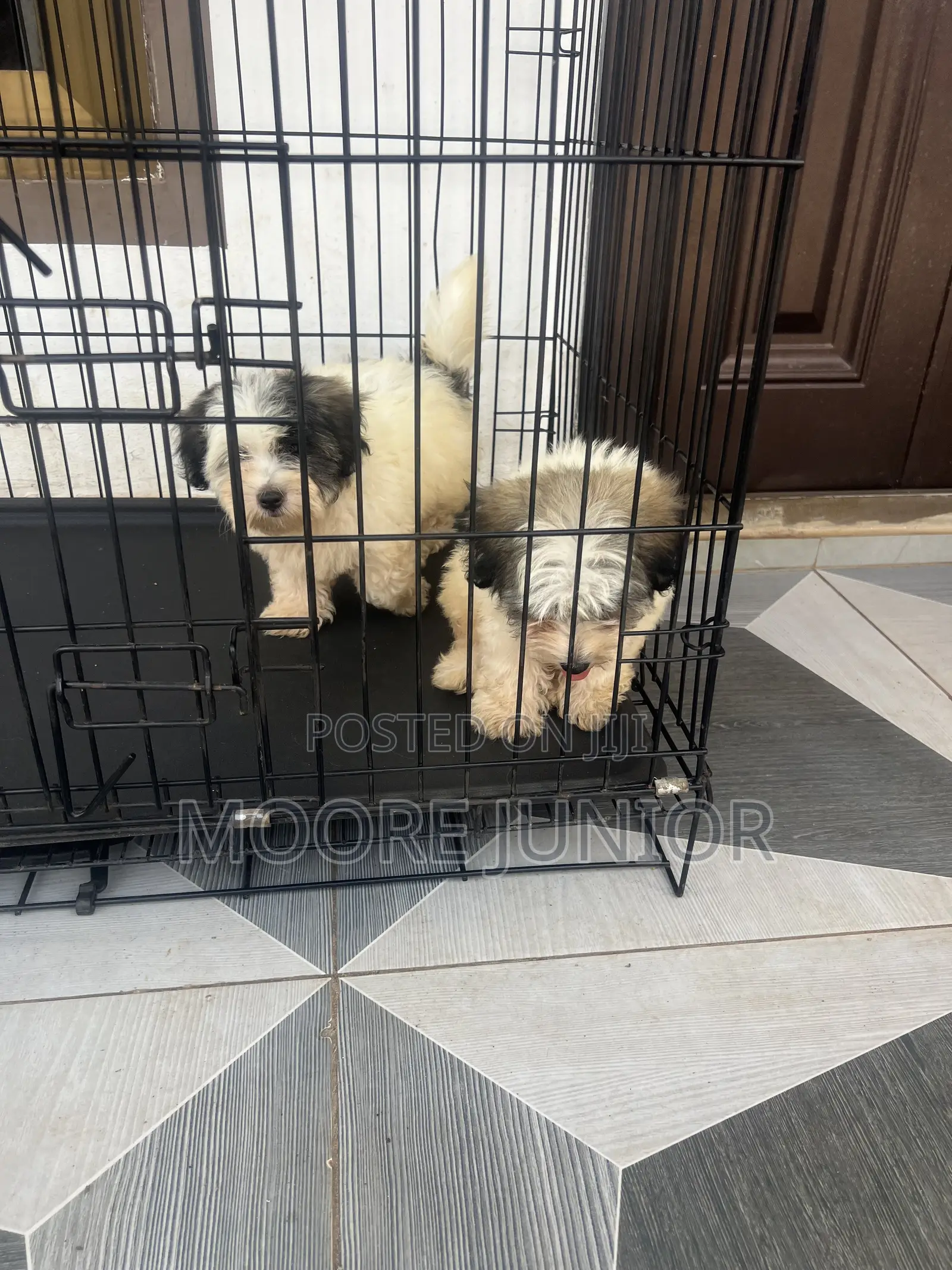 1-3 months Male Purebred Poodle
