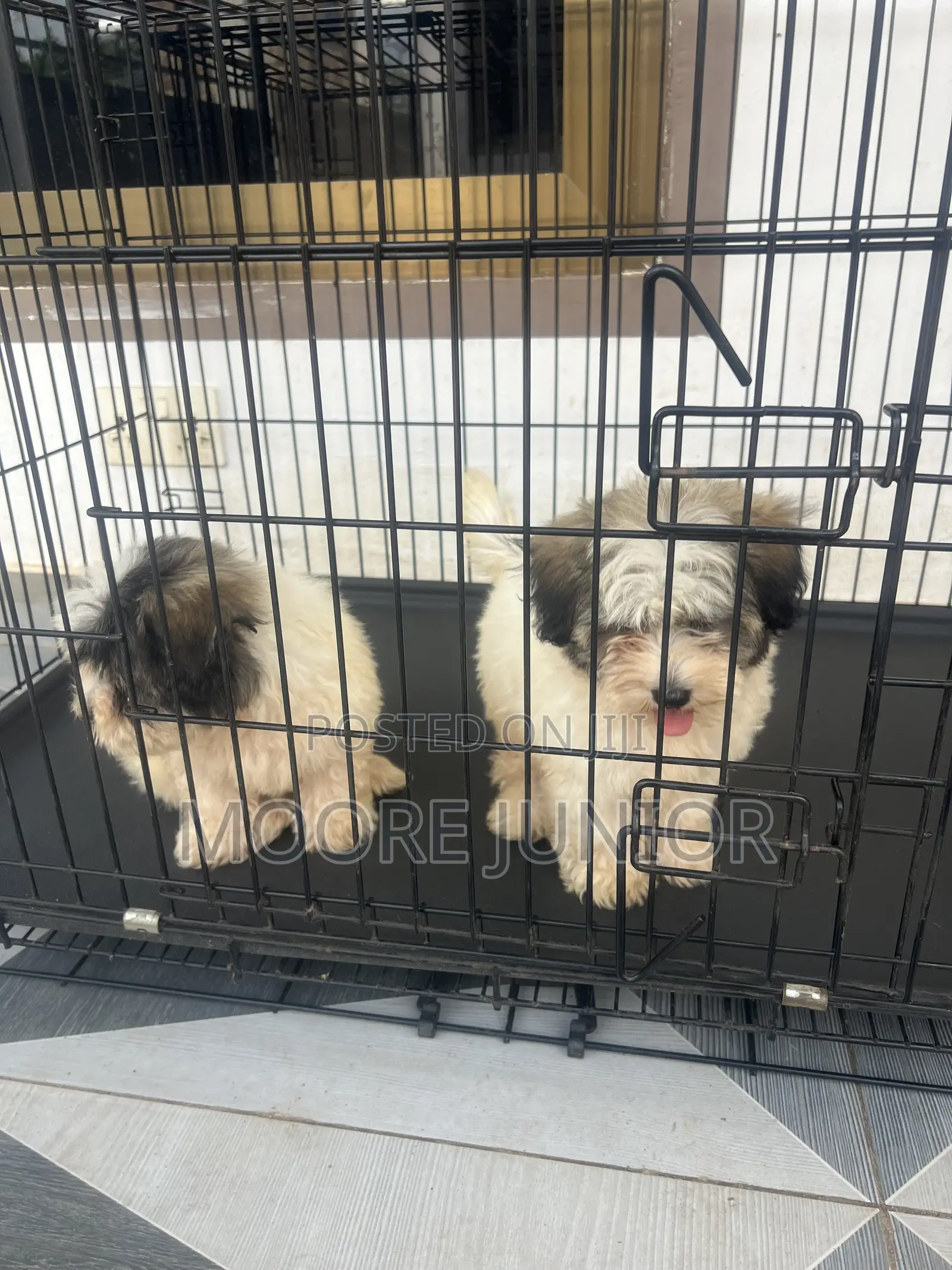 1-3 months Male Purebred Poodle