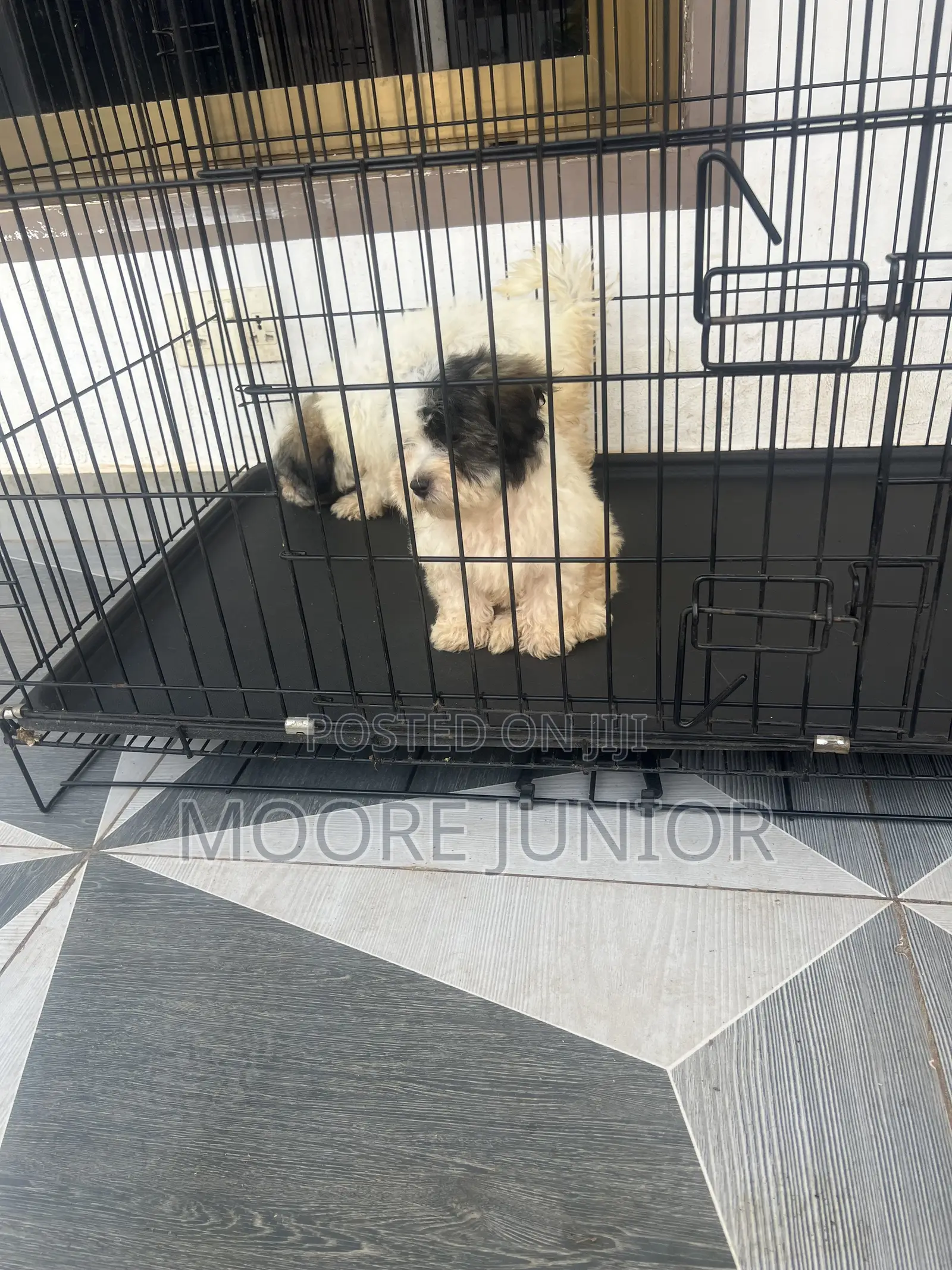1-3 months Male Purebred Poodle