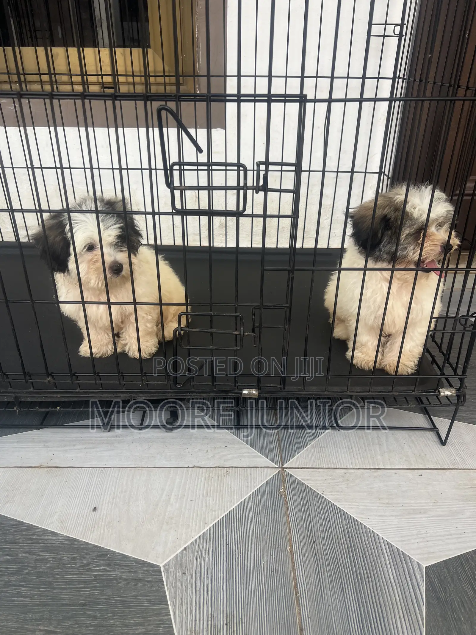 1-3 months Male Purebred Poodle