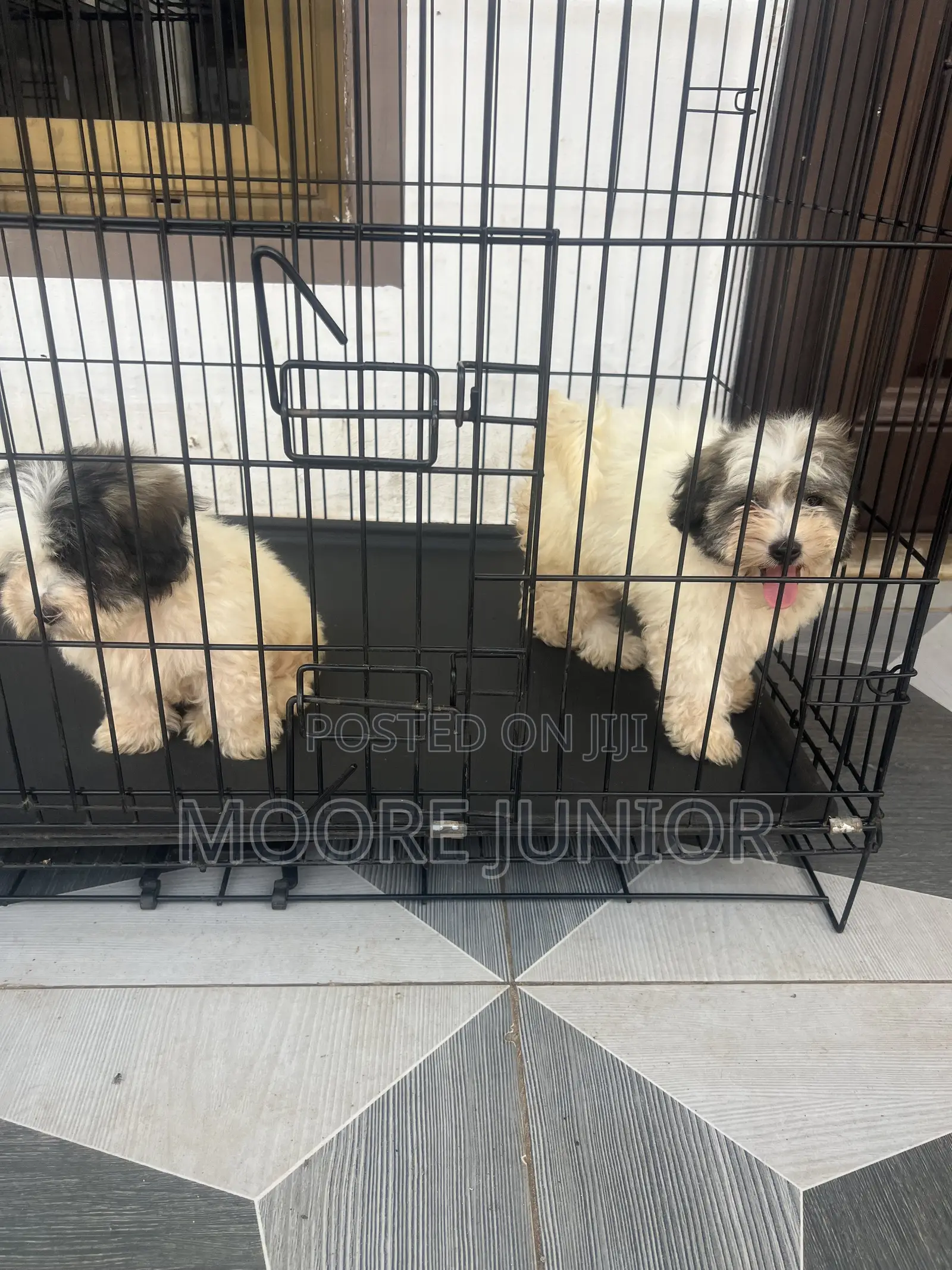 1-3 months Male Purebred Poodle