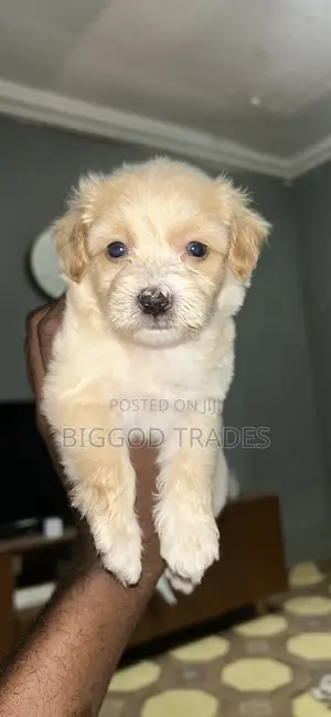 1-3 months Male Purebred Maltipoo