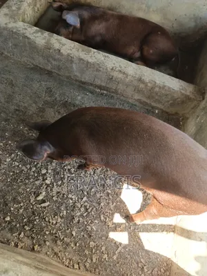 Duroc Ready to Be Crossed and Male