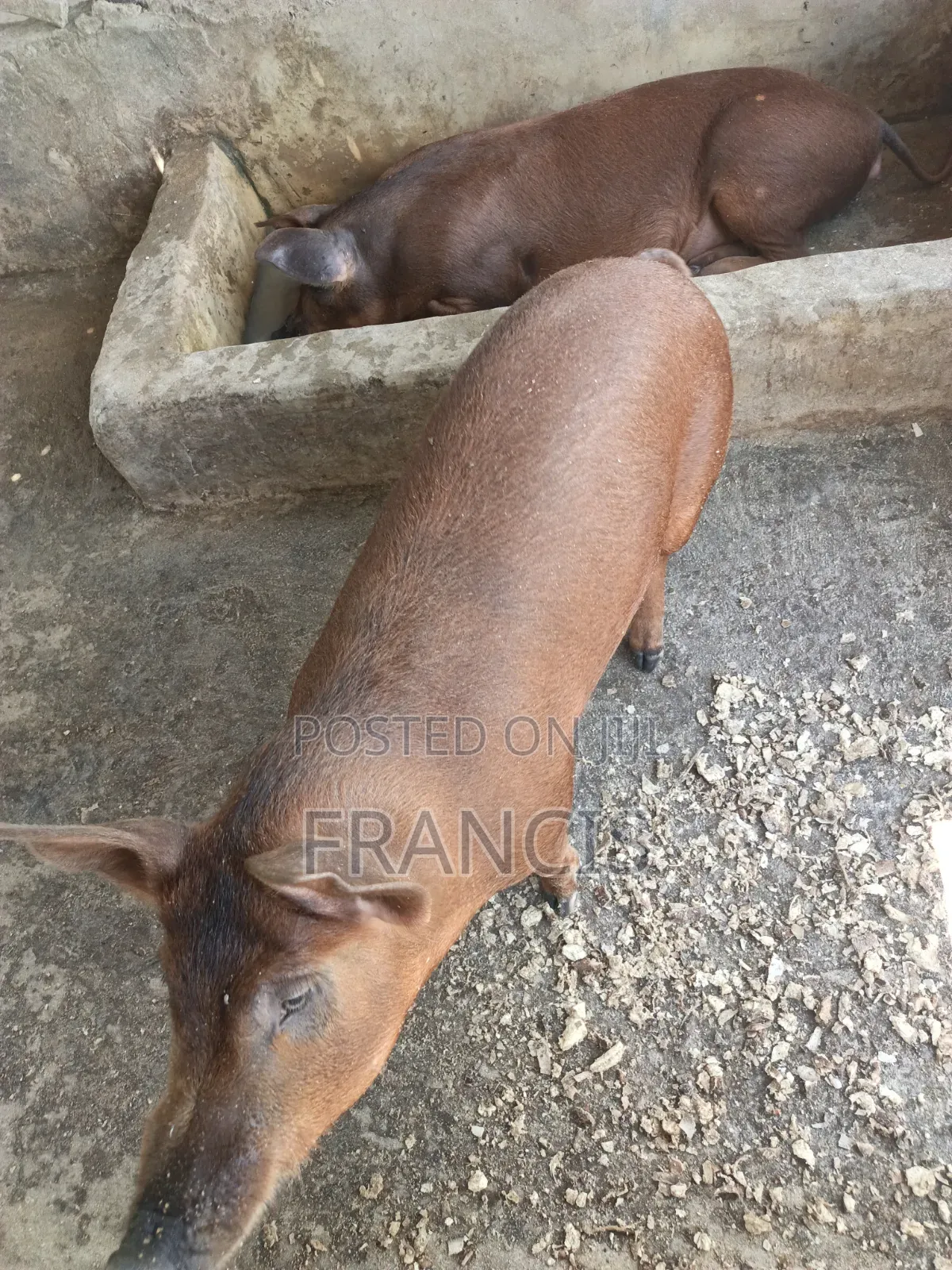 Duroc Ready to Be Crossed and Male