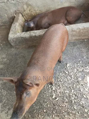 Duroc Ready to Be Crossed and Male