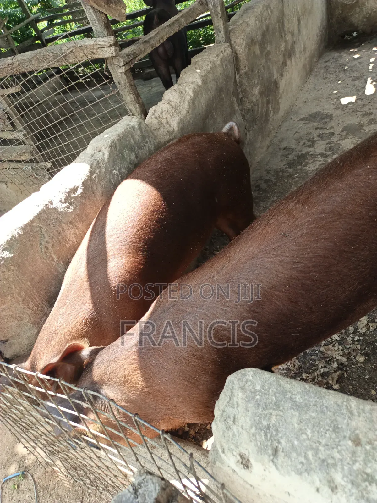 Duroc Ready to Be Crossed and Male
