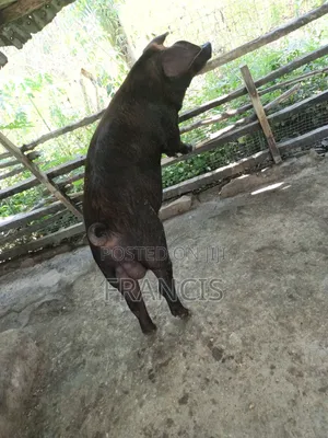 Duroc Ready to Be Crossed and Male