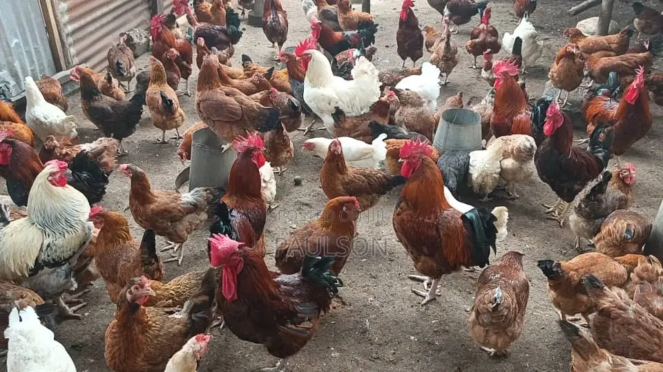 Fullani Gaint Local Fowls