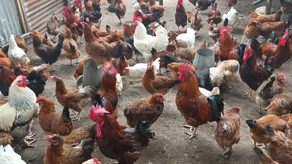 Fullani Gaint Local Fowls