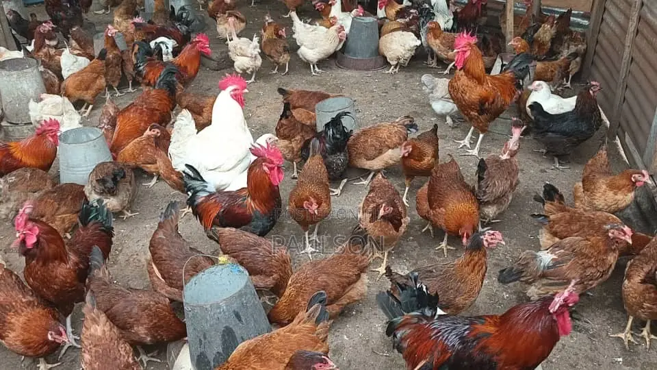 Fullani Gaint Local Fowls