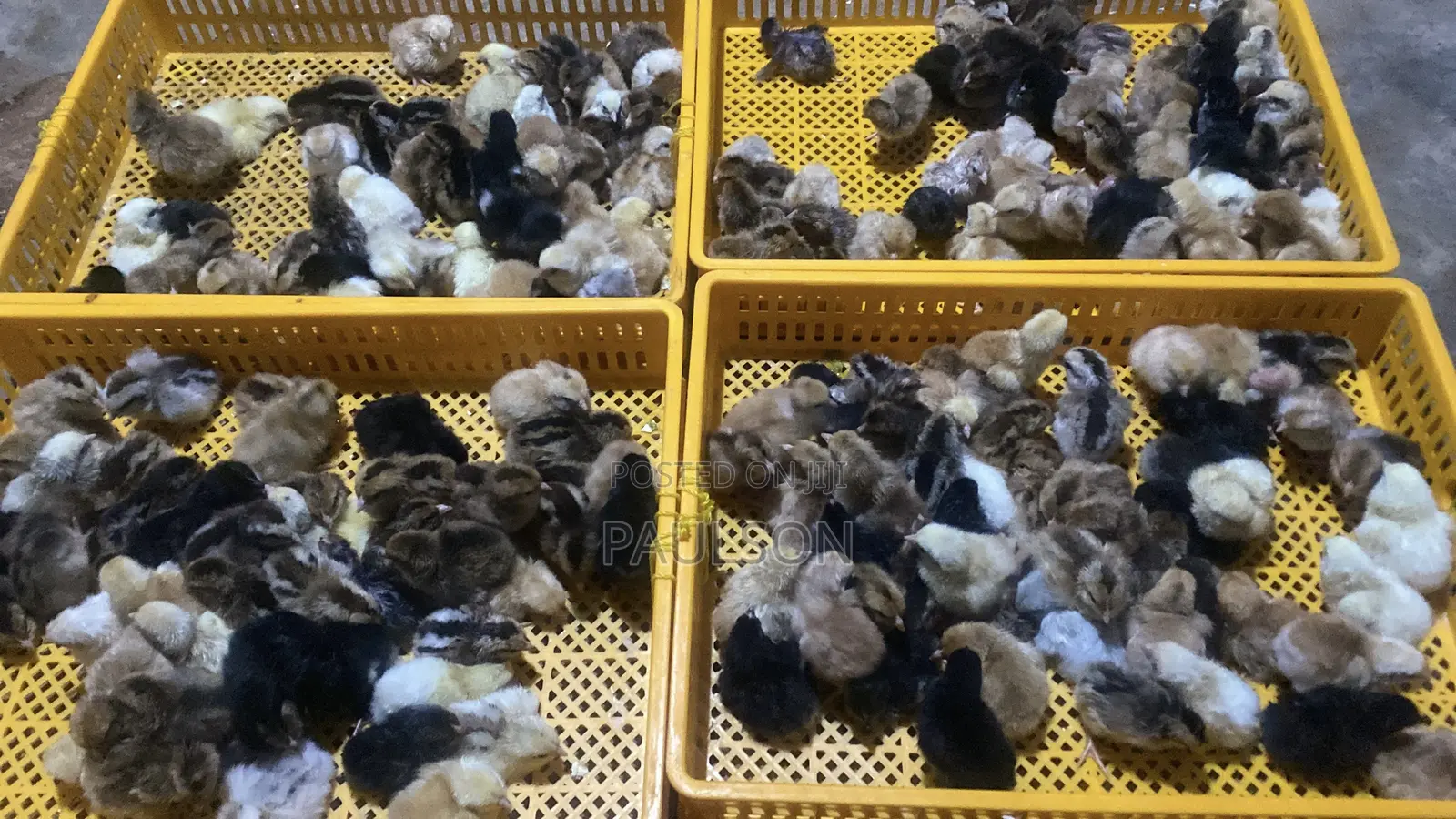 Fullani Gaint Local Fowls