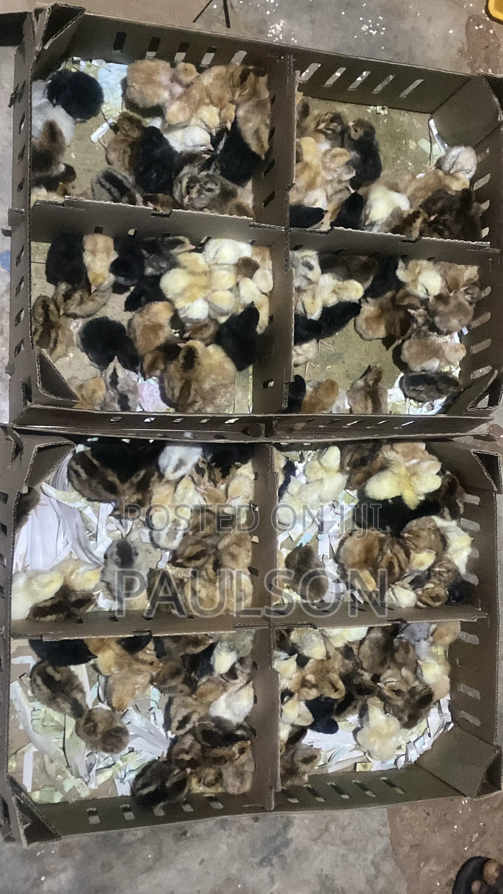 Fullani Gaint Local Fowls