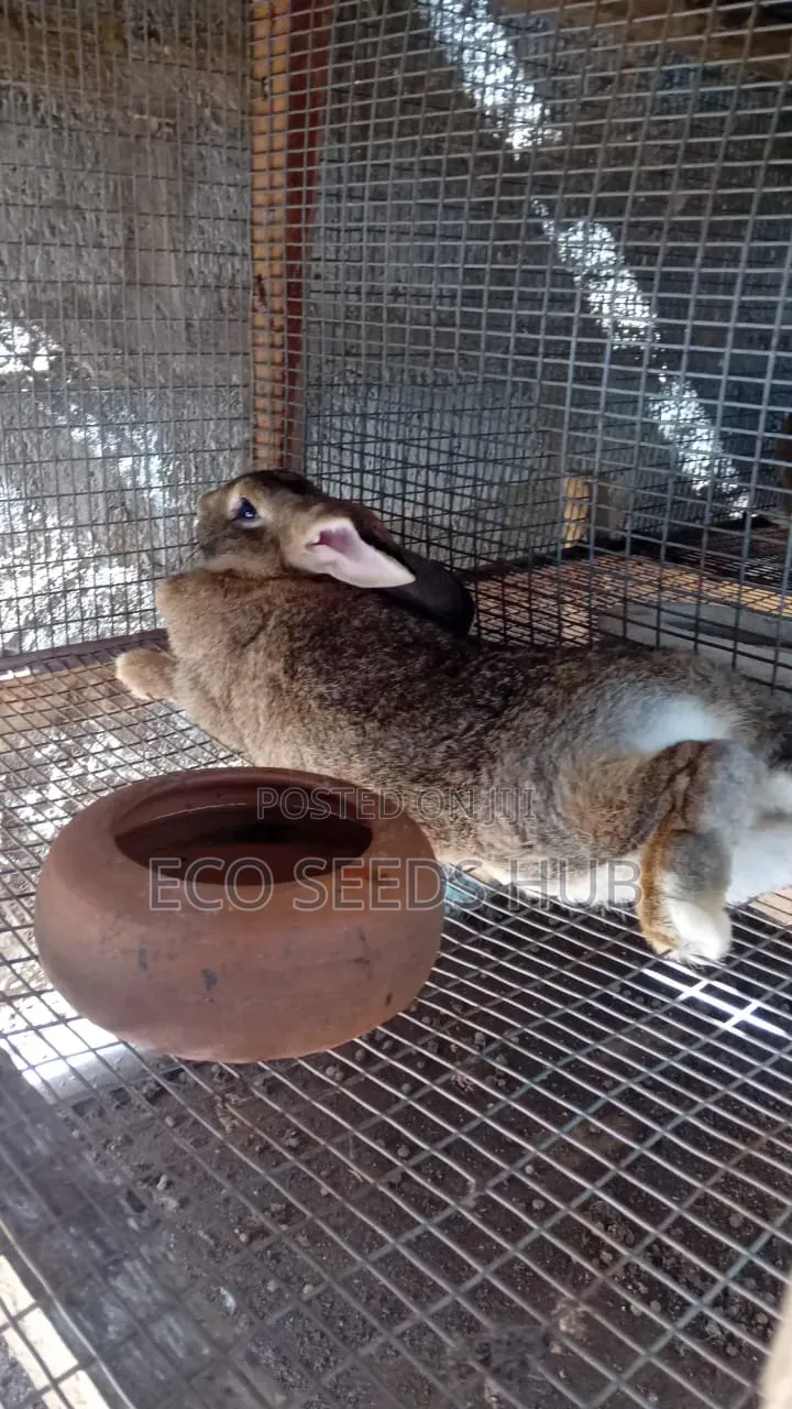 Rabbit for Sale