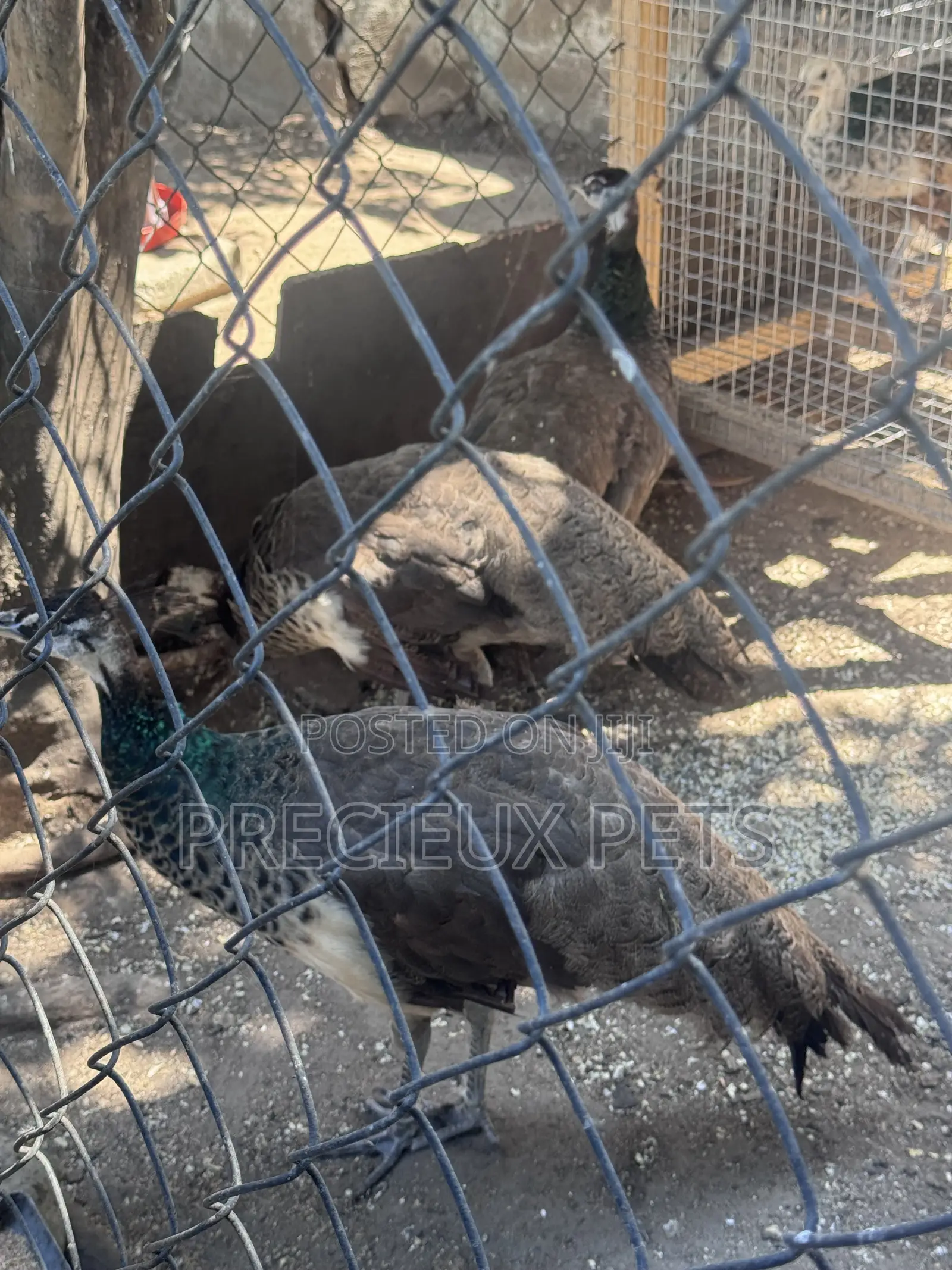 1 Pair of Adolescent Peacocks (Indian Blue)