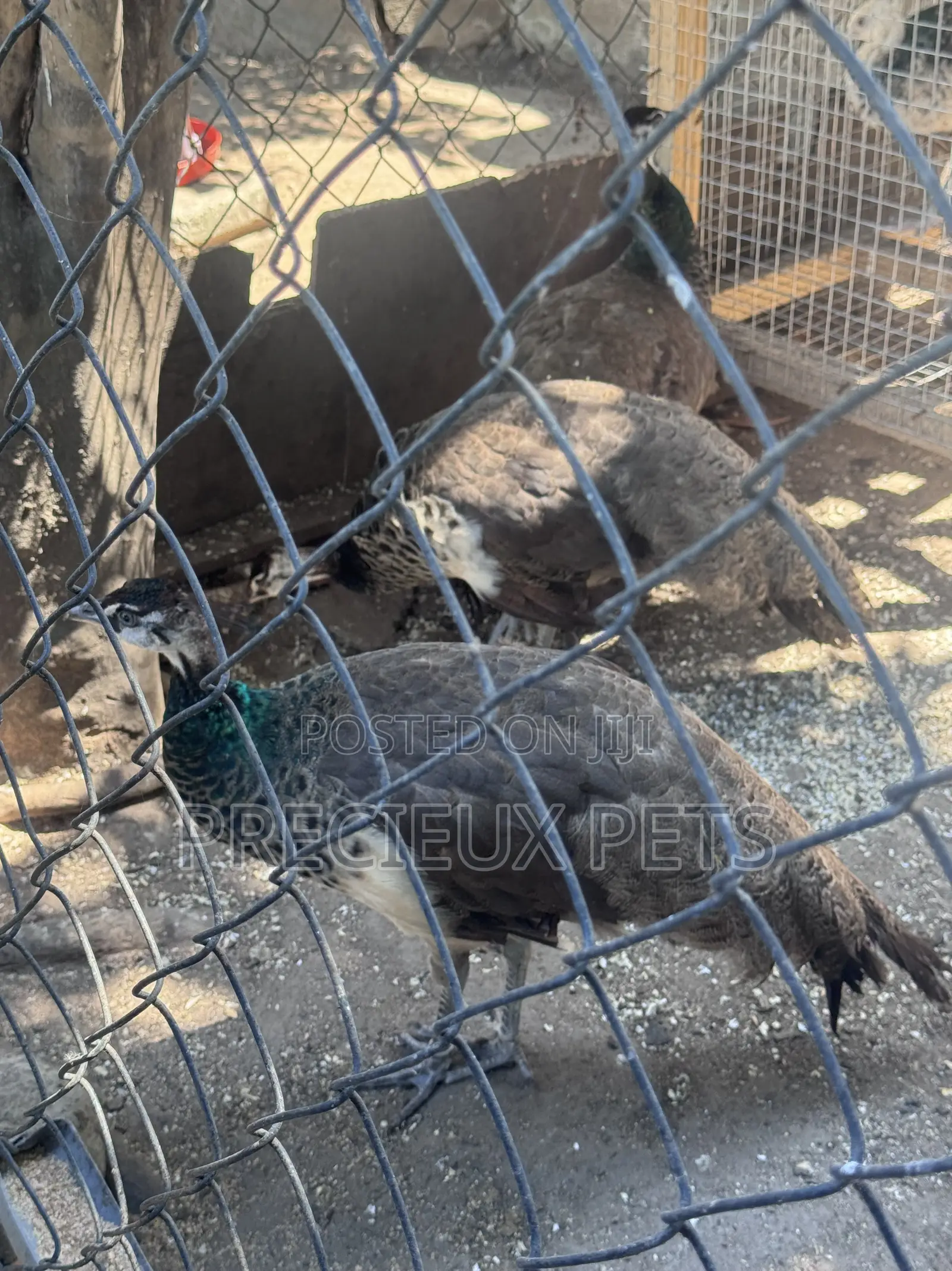 1 Pair of Adolescent Peacocks (Indian Blue)