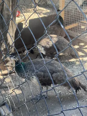1 Pair of Adolescent Peacocks (Indian Blue)