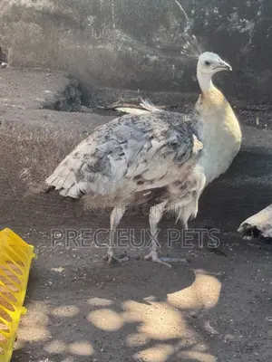 1 Pair of Adolescent Peacocks (Pied Colored)