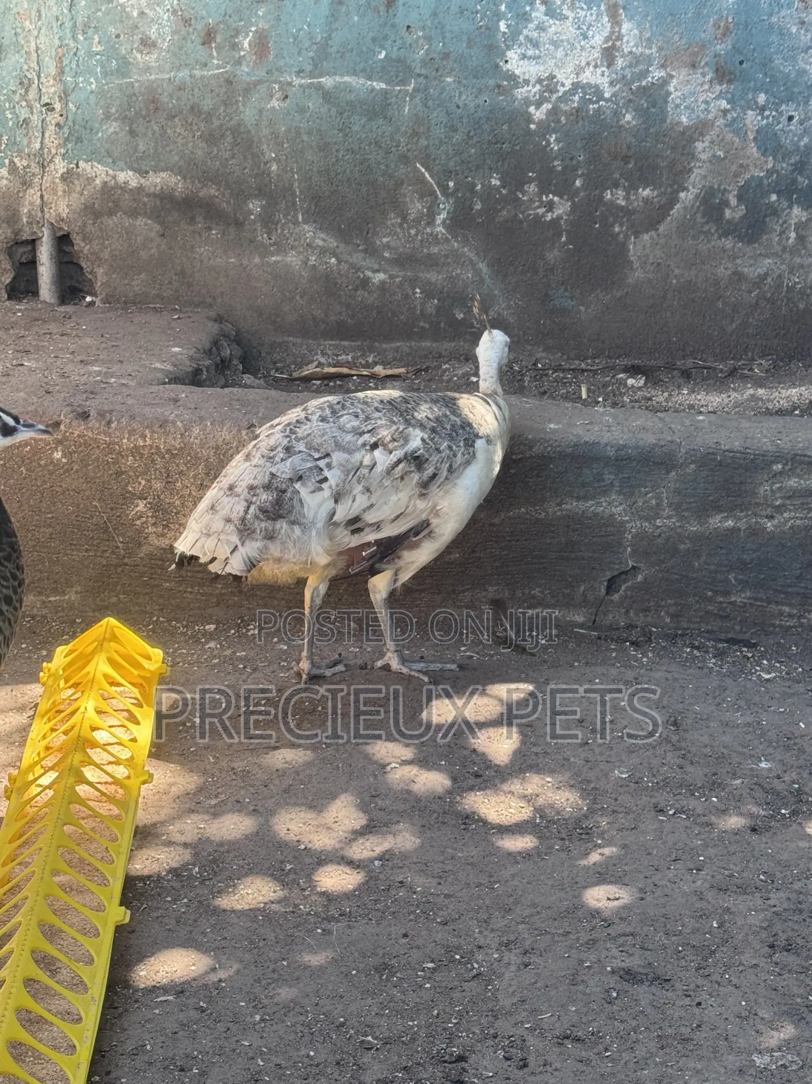 1 Pair of Adolescent Peacocks (Pied Colored)