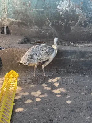 1 Pair of Adolescent Peacocks (Pied Colored)