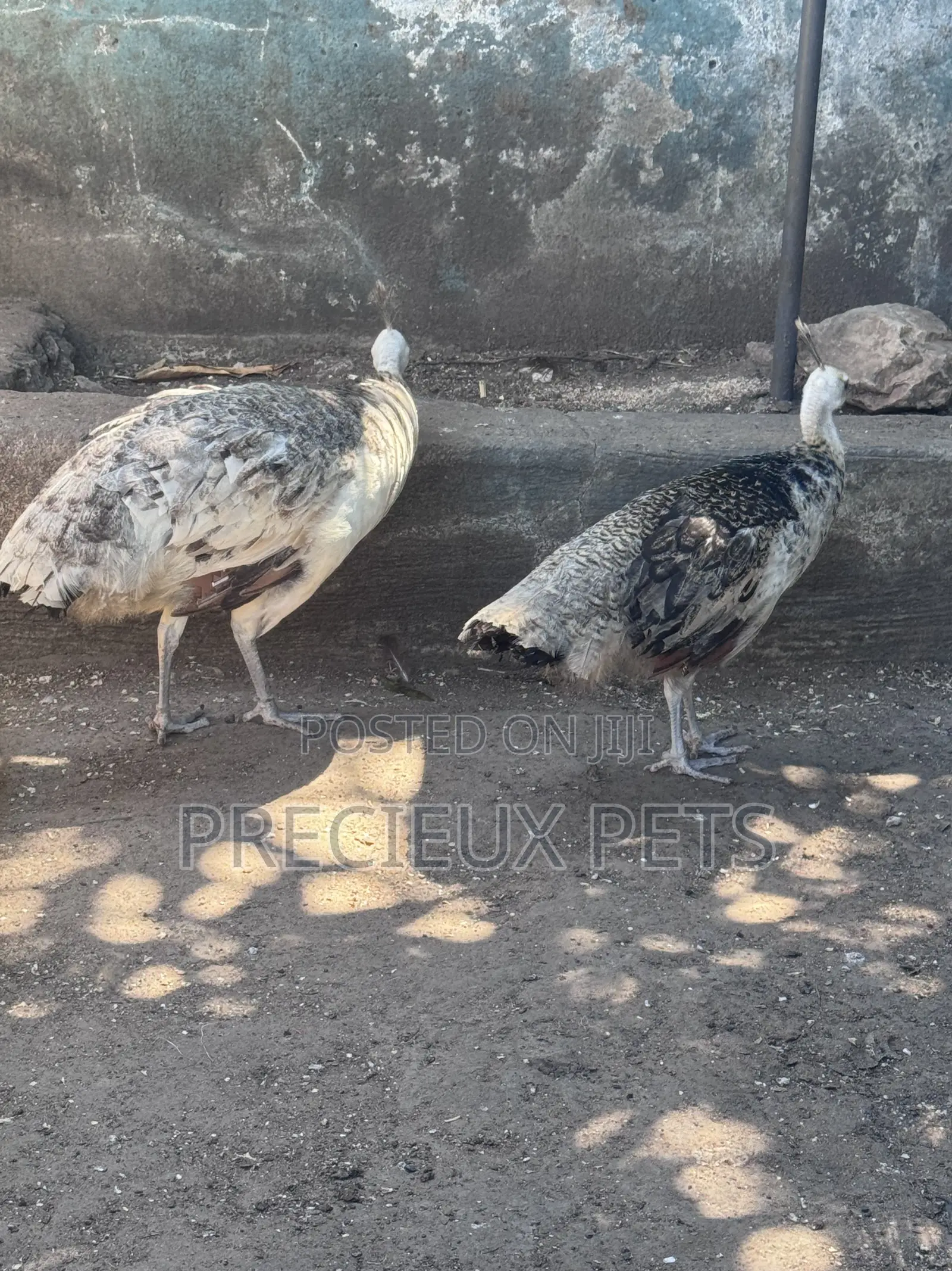 1 Pair of Adolescent Peacocks (Pied Colored)