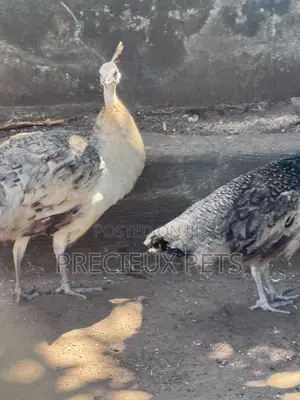 1 Pair of Adolescent Peacocks (Pied Colored)