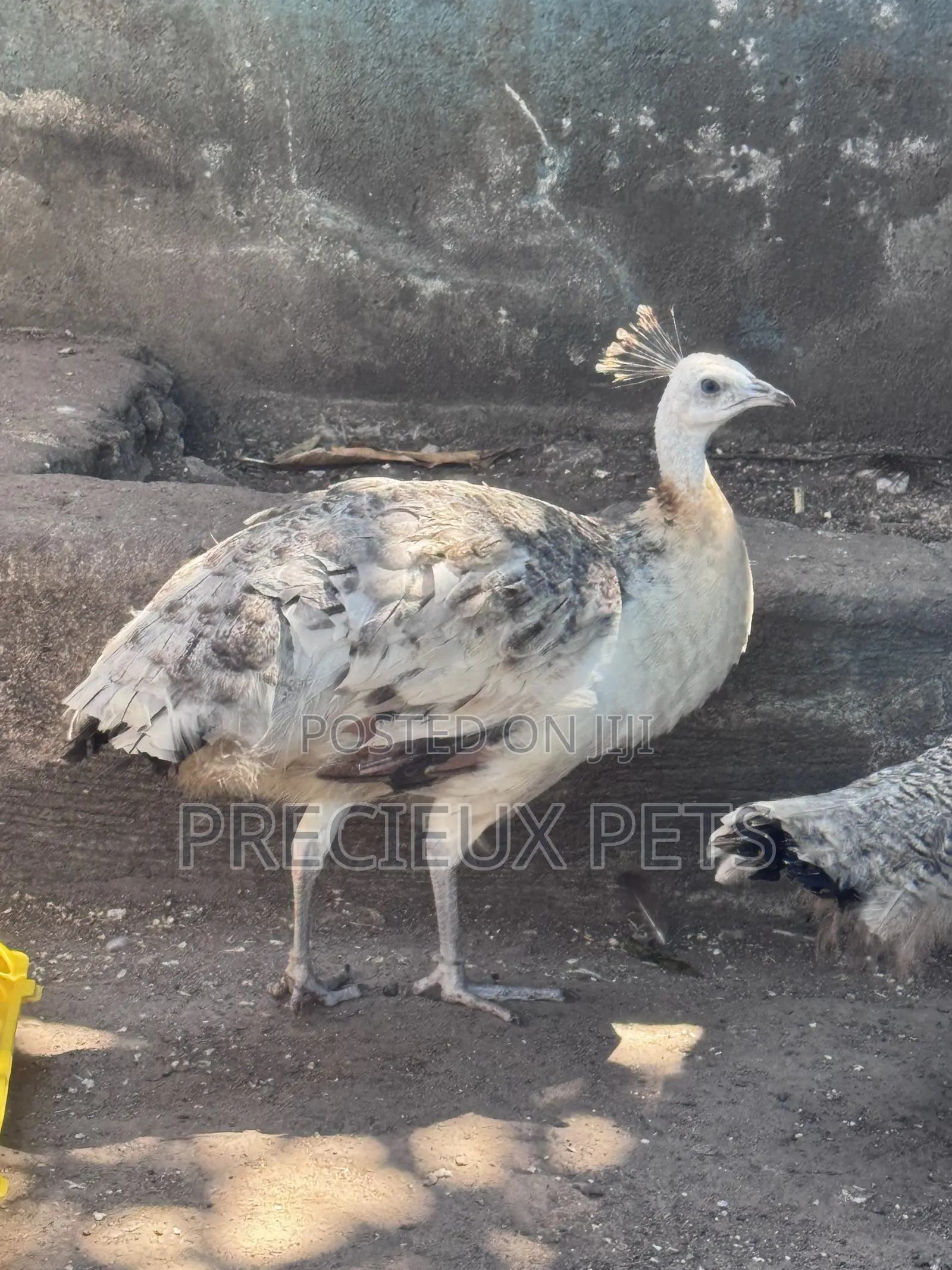 1 Pair of Adolescent Peacocks (Pied Colored)