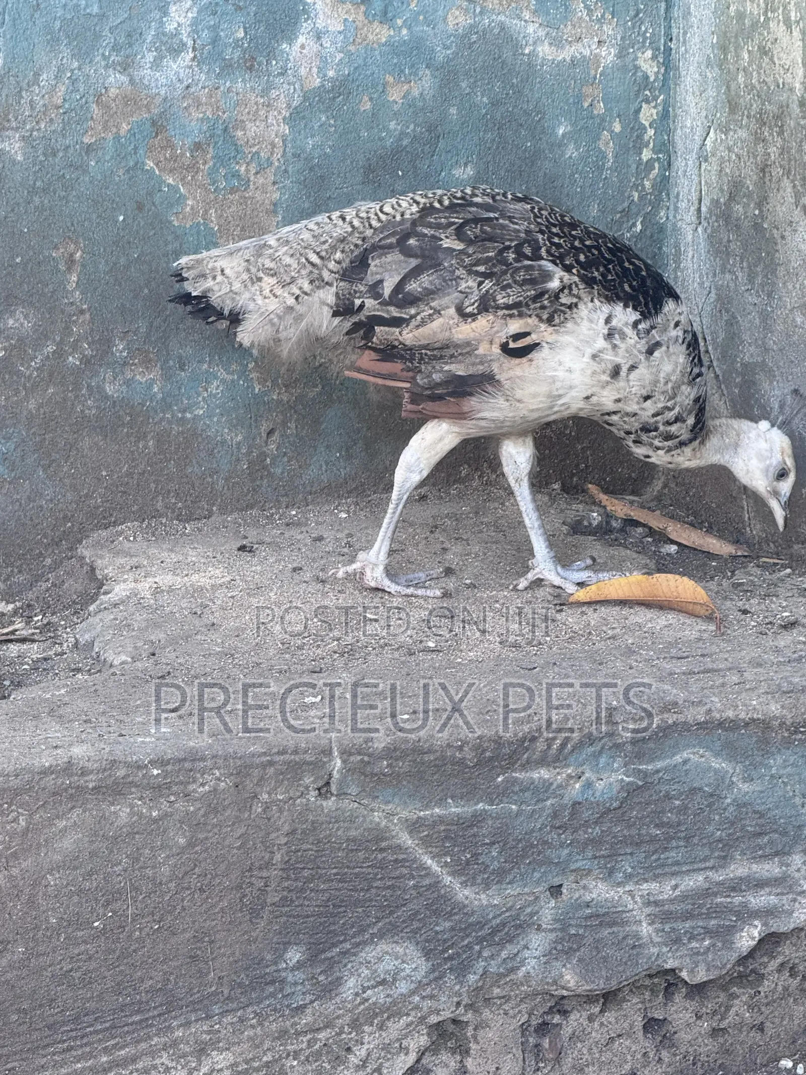 1 Pair of Adolescent Peacocks (Pied Colored)