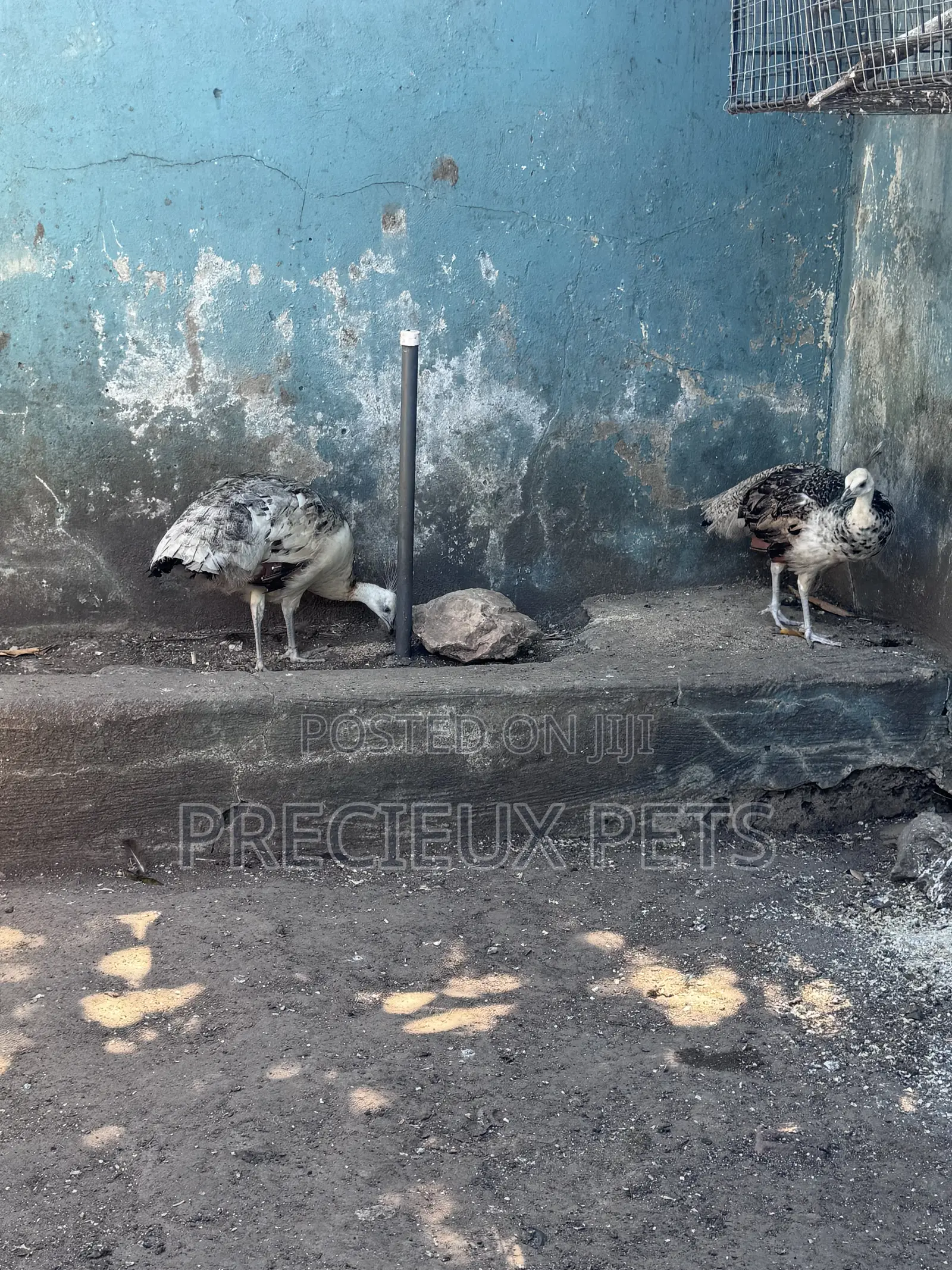1 Pair of Adolescent Peacocks (Pied Colored)